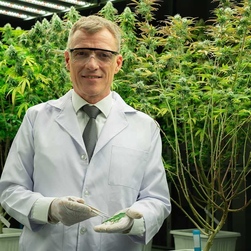 Welcome Brad Poulos : Our Cannabis Expert